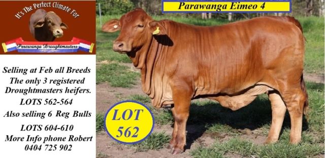 Parawanga Droughtmasters Feb all Breeds