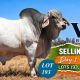 Viva Brahmans Brahman Week 2026