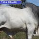 Go to Viva Brahmans Clermont Beef Bull Sale.
