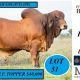 Clermont Beef Bull Sale 2024