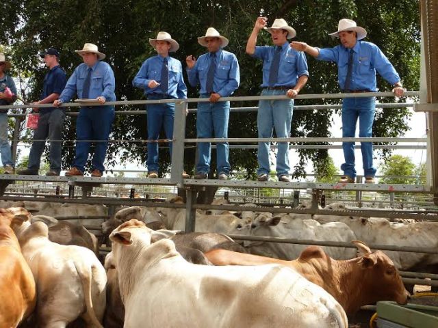 Cattle Markets