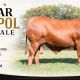 5 Star Senepol Sale 2026