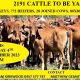 Go to 2191 CATTLE TO BE YARDED
