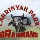 Go to Carrinyah Park Brahman Stud
