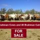 Go to 130 Brahman Cows and 40 Brahman Calves