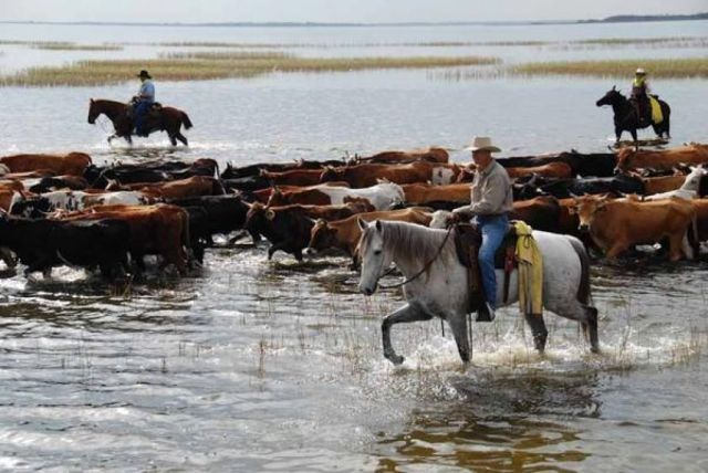 Cattle drive draws focus to Florida’s cowboy history.