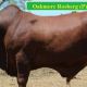 Oakmore Park Droughtmasters Feb all Breeds