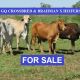 450 GQ CROSSBRED & BRAHMAN CROSS HEIFERS