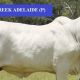 Go to Rocky All Stars Elite Brahman Female Sale