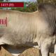 Go to Palmal Clermont Beef Bull Sale