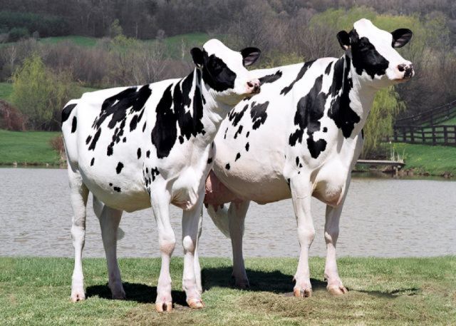 China ‘cloning factory’ to produce cattle, racehorses and pets