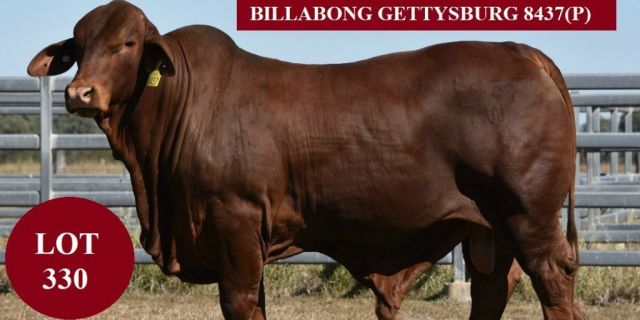 Billabong  Droughtmasters Bound for Rocky