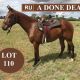 ARE YOU STOCK HORSES