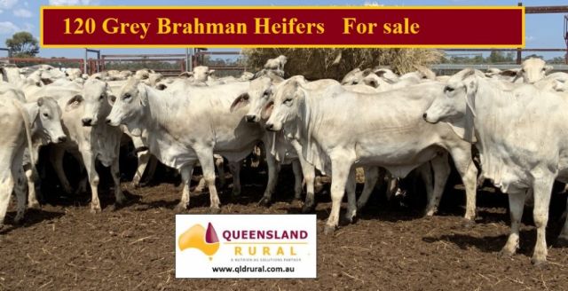 120 Grey Brahman Heifers