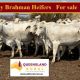 120 Grey Brahman Heifers