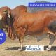Go to PALMVALE RED BRAHMAN