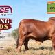 Elrose Brahmans Brahman Week Sale