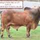 Go to Beef Country Brahman Bull sale at Nebo Friday 13th