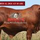 MAGS Droughtmaster Bull Sale 2021