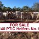 Go to 140 PTIC Heifers No. 5