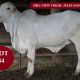 Go to HILLVIEW BRAHMAN SALE FEMALES