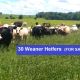30 Weaner Heifers (FOR SALE)