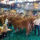 Go to 2018 World Brahman Congress