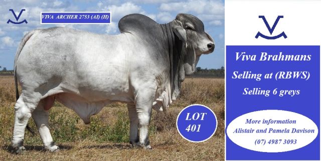 Viva Brahmans (RBWS)