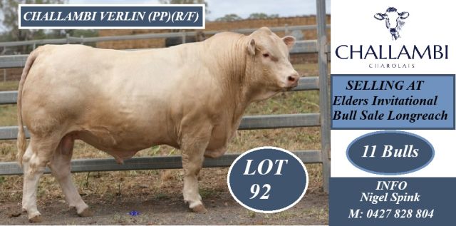 Challambi  Charolais Longreach 2026