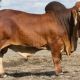 Gipsy Plains Brahman Stud