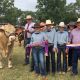 "Cordelia Brahman and Charbray Stud"