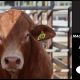 Go to MAGS Droughtmaster Bull Sale 2025
