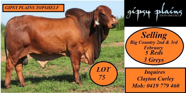 Gipsy Plains Brahmans 2026