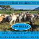 Koonandah Brahmans Bull Sale 2023