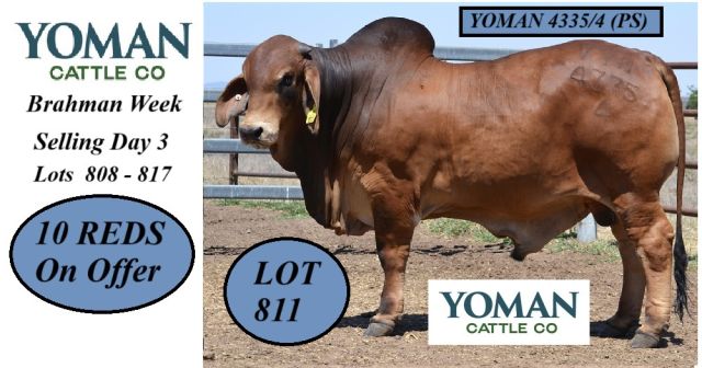 Yoman Brahman Selling RBWS 2025