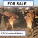 Go to CATTLE FOR SALE ( BRODIE AGENCIES )