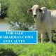 Go to FOR SALE  45 Brahman Cows & Calves.