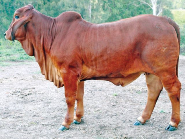 Gympie Brahman Female Sale Result