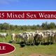 Go to 185 Mixed Sex Weaners