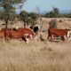 Go to FOR SALE 65 EU PTIC COWS
