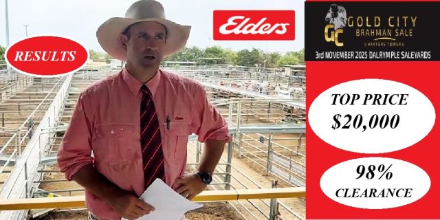 Gold City Brahman Sale 2025