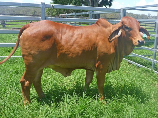 Roseborough  Red Brahmans