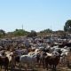 New research partnership to boost northern cattle industry