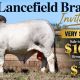 Lancefield Brahmans Invitation Sale 2026