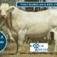 VGQ CHAROLAIS & RED ANGUS BULLS