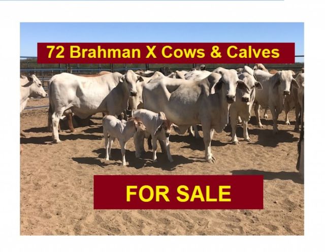 72 Brahman X Cows & Calves