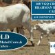 108 VGQ CROSSBRED & BRAHMAN HEIFERS & 65 CALVES