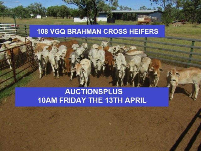108 VGQ BRAHMAN CROSS HEIFERS