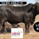 Go to The ABCA Rockhampton Brangus Sale  LIVE