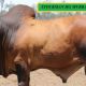 Stockman Red Brahmans Gold City Sale.